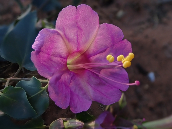 Mirabilis multiflora image