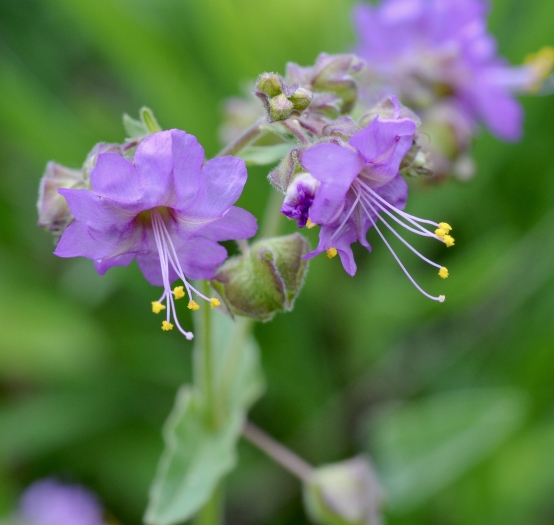 Mirabilis nyctaginea image