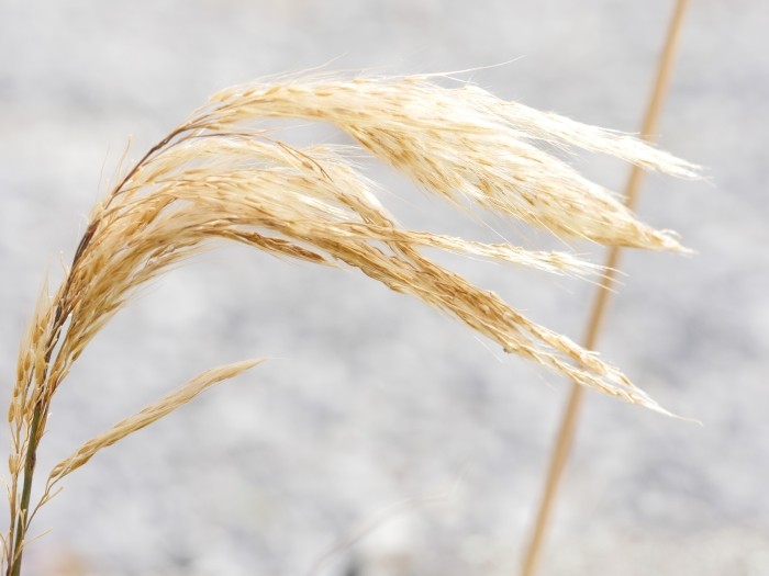 Miscanthus nepalensis image