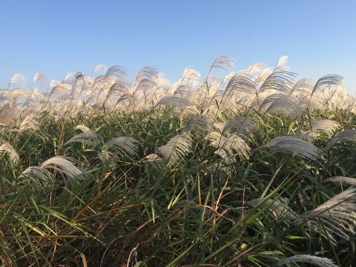 Miscanthus sacchariflorus image