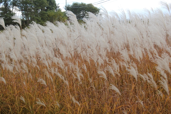 Miscanthus sinensis image