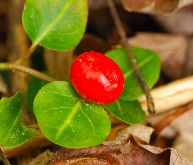 Mitchella repens image