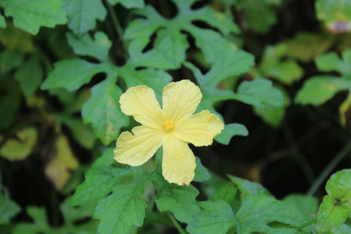 Momordica charantia image