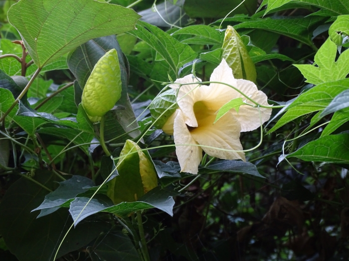 Momordica cochinchinensis image