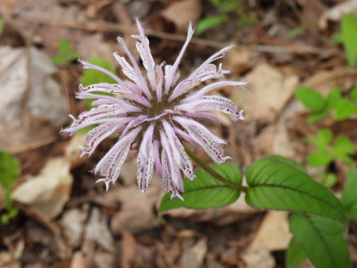 Monarda bradburiana image