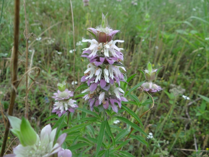 Monarda citriodora image