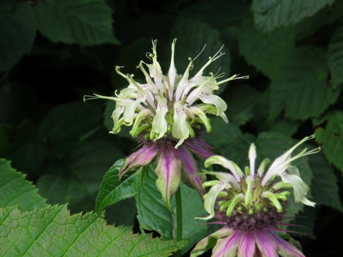 Monarda clinopodia image