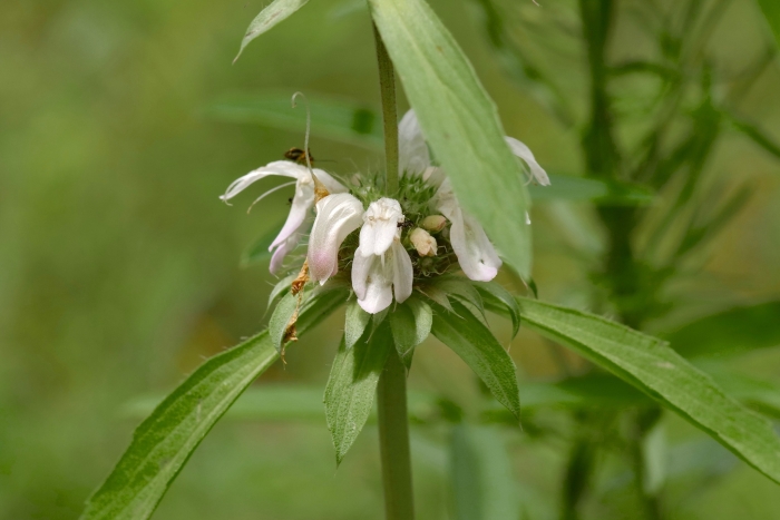 Monarda pectinata image