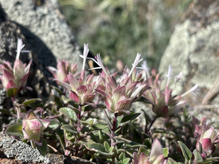 Monardella nana image