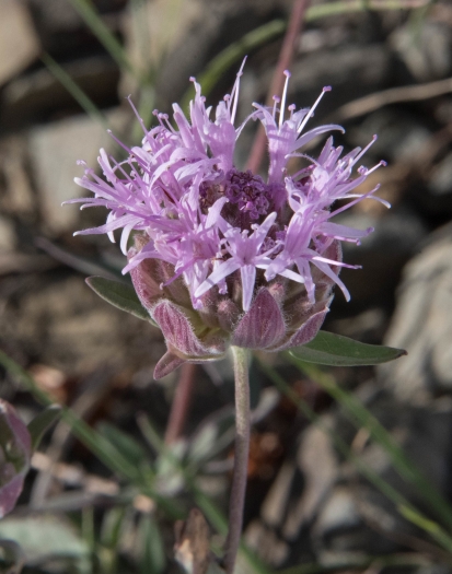 Monardella sheltonii image