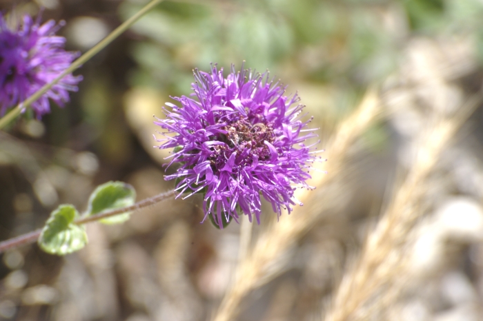 Monardella undulata image