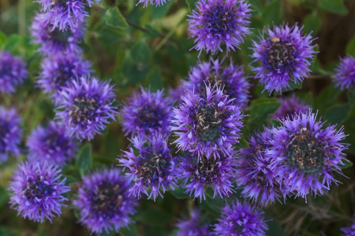 Monardella villosa image