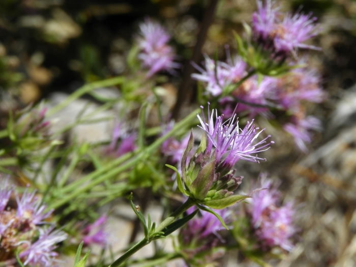 Monardella viminea image