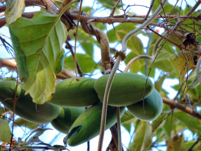 Mondia whitei image