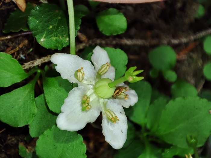Moneses uniflora image