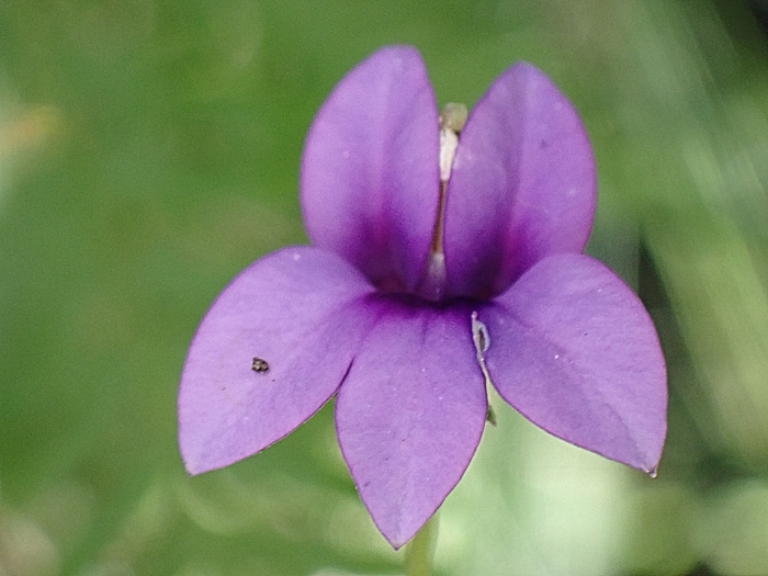 Monopsis unidentata image