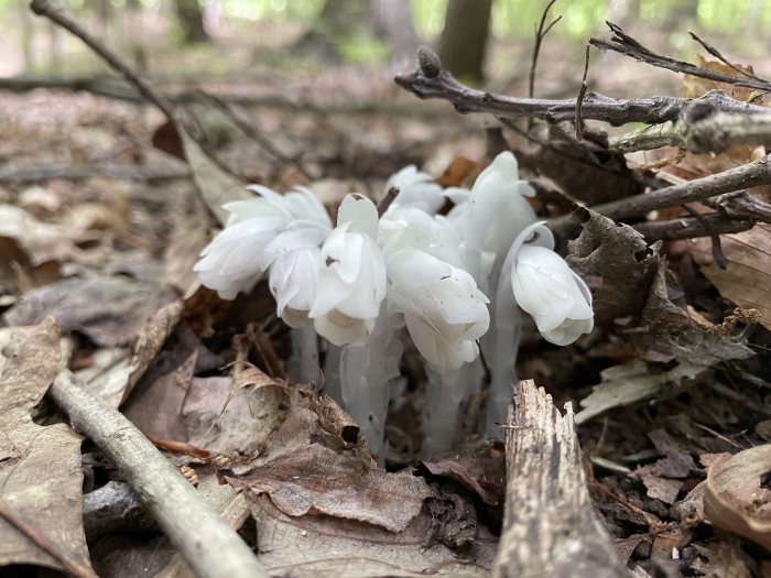 Monotropa uniflora image