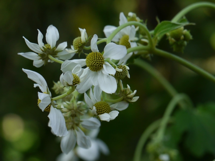 Montanoa grandiflora image