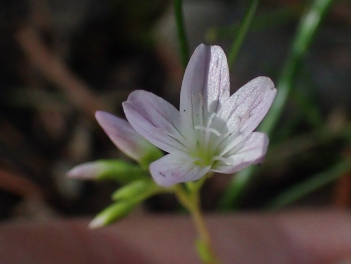 Montia parvifolia image