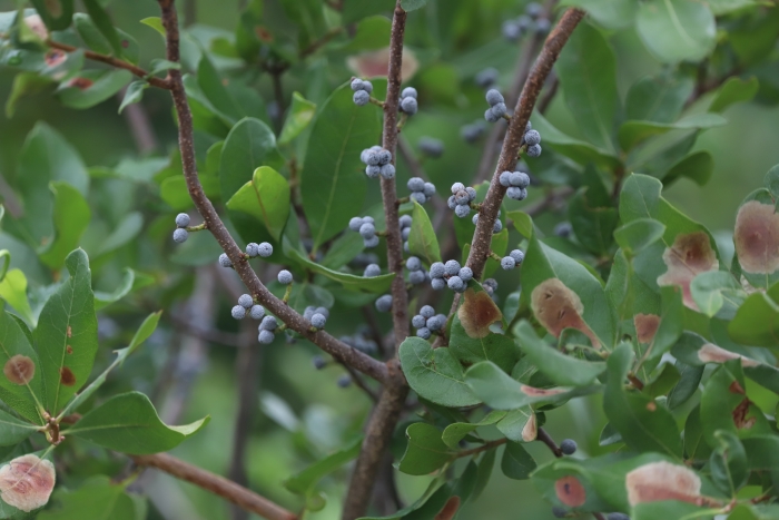 Morella pensylvanica image