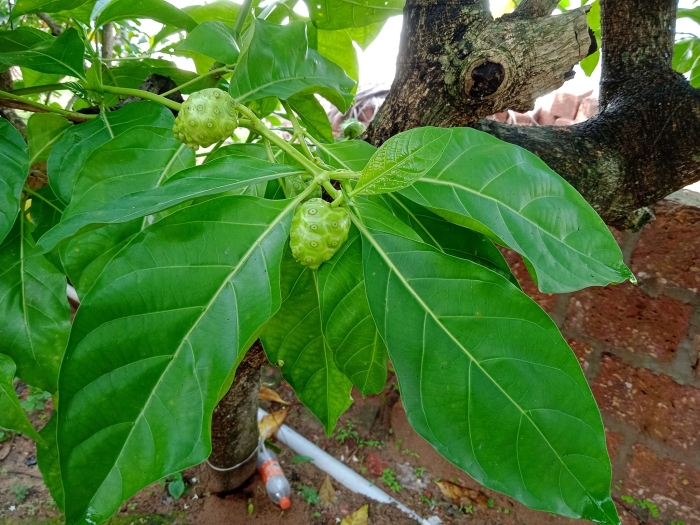 Morinda citrifolia image