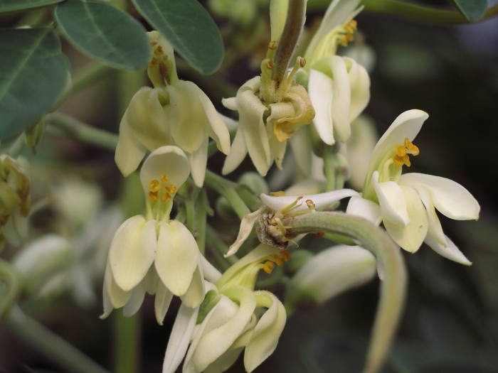 Moringa oleifera image