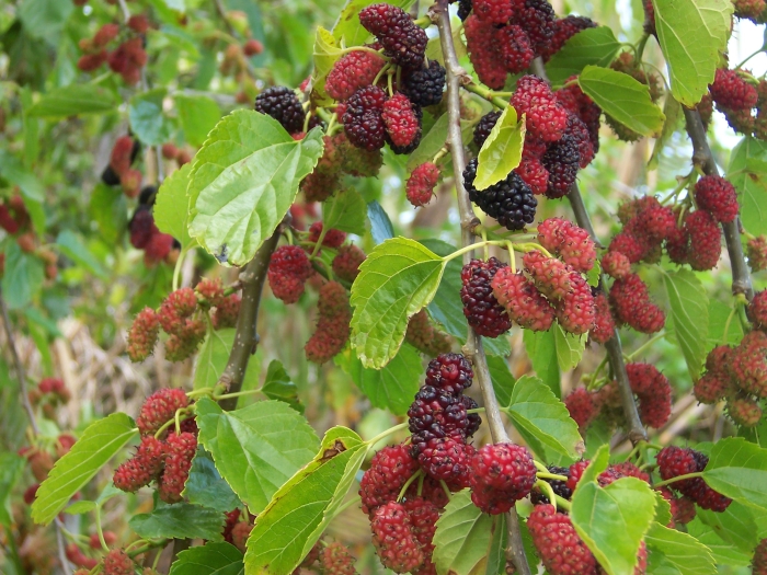 Morus alba image