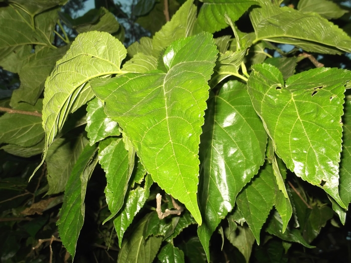 Morus australis image