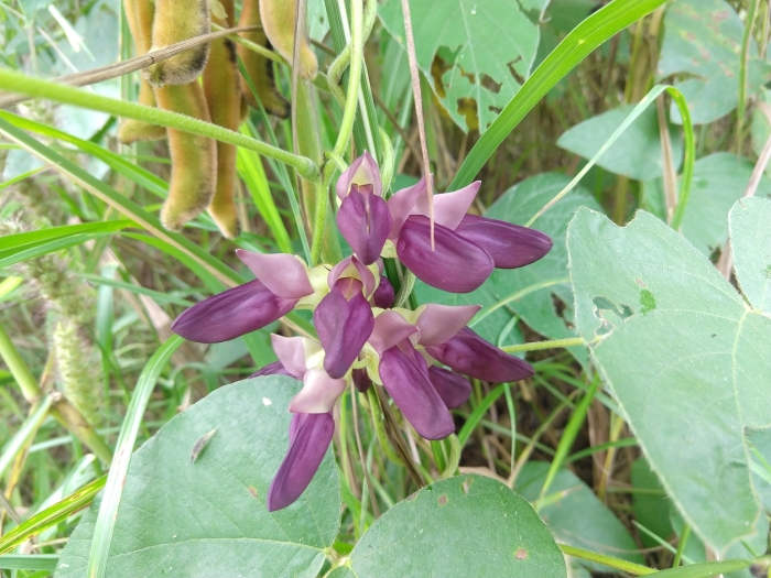 Mucuna pruriens image