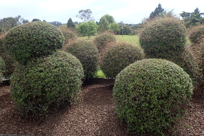 Muehlenbeckia astonii image