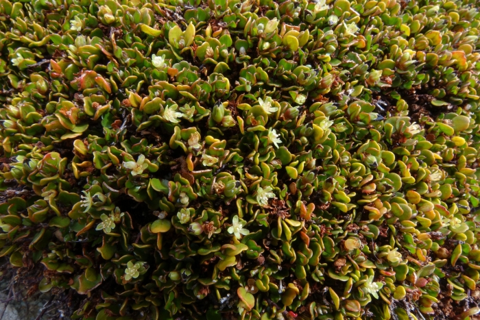 Muehlenbeckia axillaris image