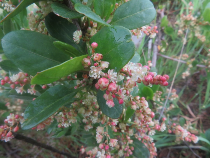Muehlenbeckia hastulata image