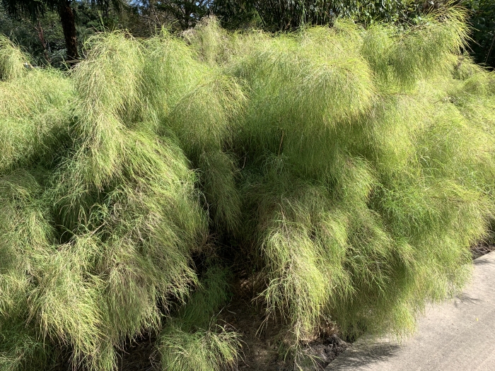 Muhlenbergia dumosa image