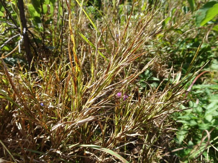 Muhlenbergia frondosa image