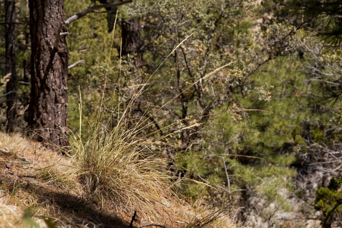 Muhlenbergia longiligula image