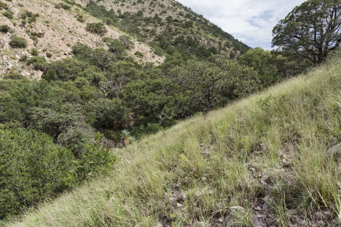 Muhlenbergia pauciflora image