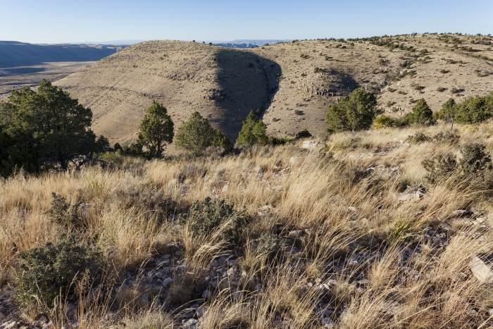 Muhlenbergia polycaulis image