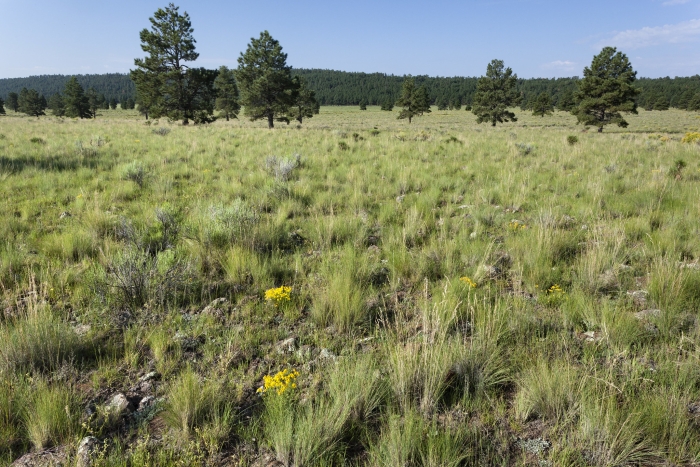 Muhlenbergia pubescens image