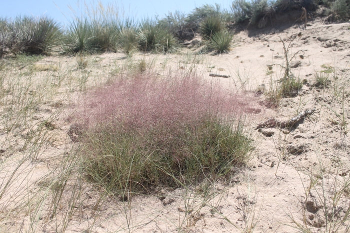 Muhlenbergia pungens image