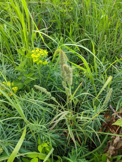 Muhlenbergia racemosa image
