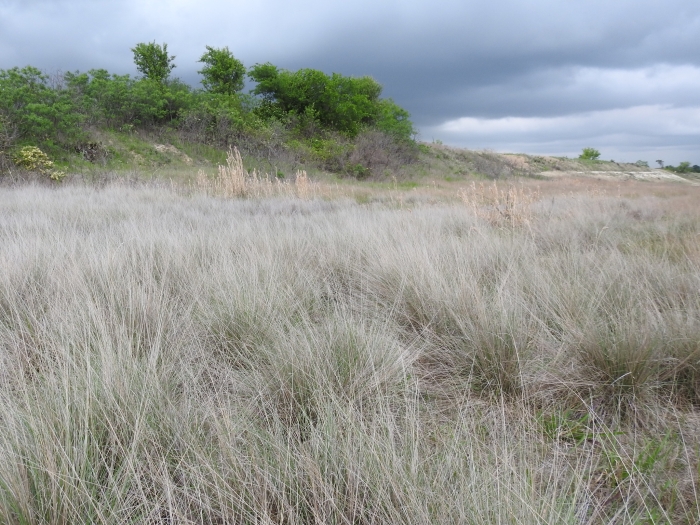 Muhlenbergia reverchonii image