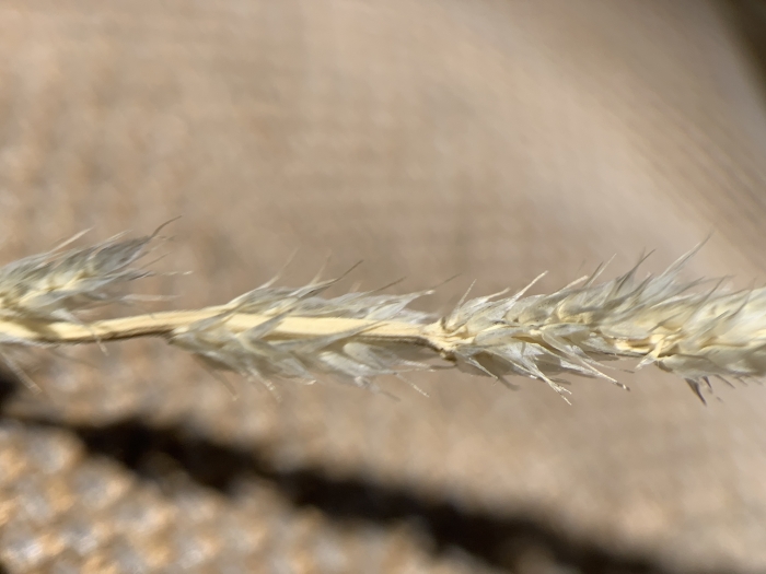 Muhlenbergia wrightii image