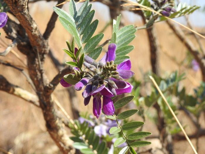 Mundulea sericea image