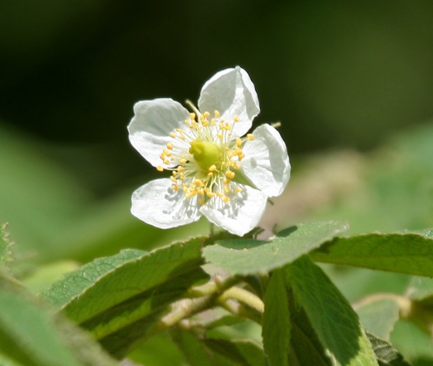 Muntingia calabura image