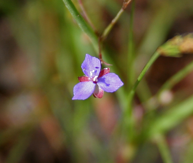 Murdannia edulis image