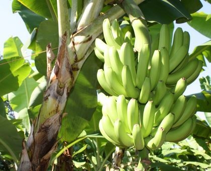 Musa acuminata image
