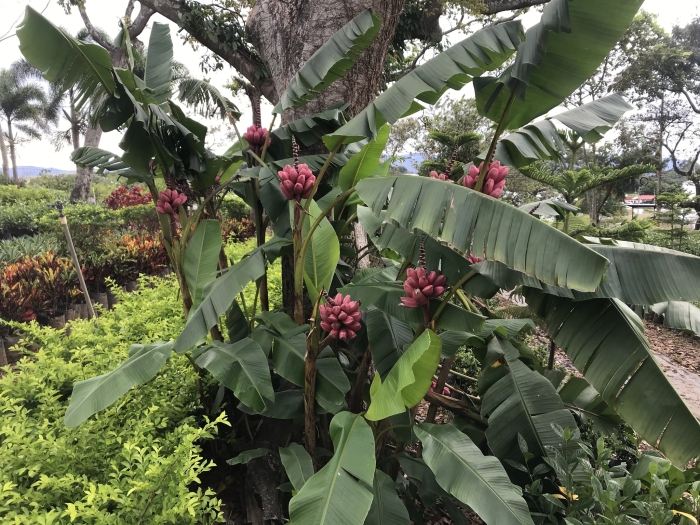 Musa velutina image