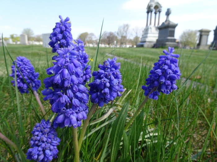 Muscari armeniacum image