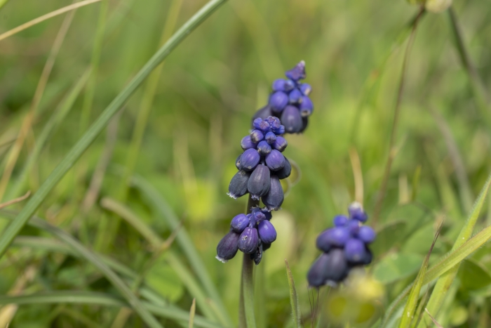 Muscari neglectum image