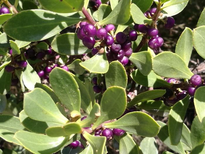 Myoporum insulare image